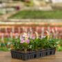 Sunpatiens – Compact Orchid – 306 pack